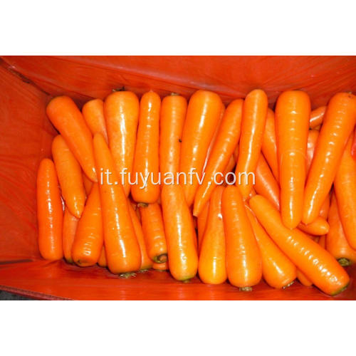 carota fresca dalla provincia di Shandong